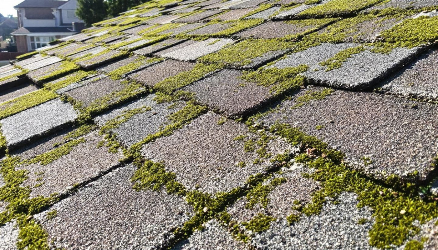 Comment protéger votre maison des dommages causés par les mousses ?